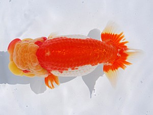 東部本部大会 東小結 目黒康弘 横浜観魚会 東部本部大会 東小結 目黒康弘 横浜観魚会