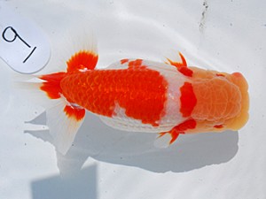 東部本部大会 西小結 松田 勝 宮城伊達らんちう会 東部本部大会 西小結 松田 勝 宮城伊達らんちう会