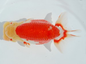 東部本部大会 東大関 齋藤一成 観魚会 東部本部大会 東大関 齋藤一成 観魚会