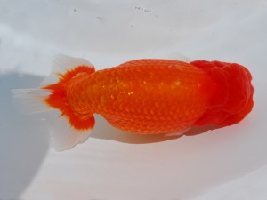 東部本部大会 勧進元二 藤川直子 横浜観魚会 東部本部大会 勧進元二 藤川直子 横浜観魚会