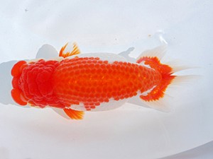 東部本部大会行司一 荒井宣裕 湘南らんちゅう会 東部本部大会 行司一 荒井宣裕 湘南らんちゅう会