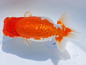 東部本部大会 行司二 八矢貞亮 湘南らんちゅう会 東部本部大会 行司二 八矢貞亮 湘南らんちゅう会