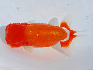 東部本部大会 行司三 高津克人 葛飾愛魚会 東部本部大会 行司三 高津克人 葛飾愛魚会