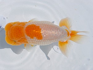 東部本部大会 脇行司一 大渕 功 房総らんちう会 東部本部大会 脇行司一 大渕 功 房総らんちう会