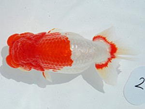 東部本部大会 西大関 清水 健 観魚会 東部本部大会 西大関 清水 健 観魚会