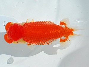 東部本部大会 立行司 鳴海 満 愛魚会 東部本部大会 立行司 鳴海 満 愛魚会