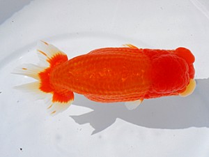 東部本部大会 取締一 田村 智 横浜観魚会 東部本部大会 取締一 田村 智 横浜観魚会