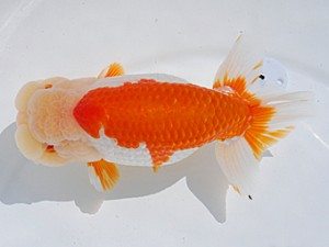 東部本部大会 取締二 高橋正範 宮城伊達らんちう会 東部本部大会 取締二 高橋正範 宮城伊達らんちう会