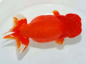 東部本部大会 東関脇 高橋正範 宮城伊達らんちう会 東部本部大会 東関脇 高橋正範 宮城伊達らんちう会