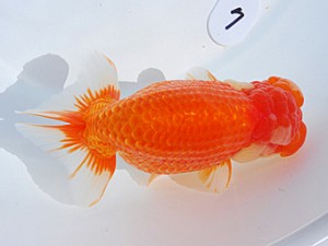 東部本部大会 西関脇 斉藤太郎 葛飾愛魚会 東部本部大会 西関脇 斉藤太郎 葛飾愛魚会