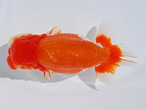 東部本部大会 東小結 穂積 功 喜楽らんちゅう会 東部本部大会 東小結 穂積 功 喜楽らんちゅう会