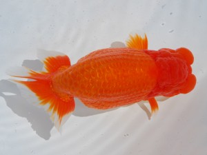 東部本部大会 西小結 大久保義彰 楽友らんちう会 東部本部大会 西小結 大久保義彰 楽友らんちう会