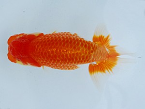 徳島愛錦会 東大関 寒川秀春 徳島愛錦会 東大関 寒川秀春