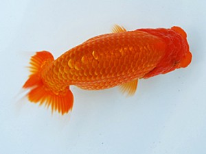 徳島愛錦会 立行司 坂野 清 徳島愛錦会 立行司 坂野 清