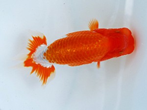 徳島愛錦会 取締一 松田豊道 徳島愛錦会 取締一 松田豊道