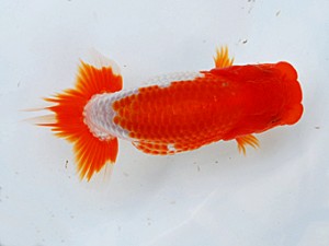 徳島愛錦会 取締二 藤野 武 徳島愛錦会 取締二 藤野 武