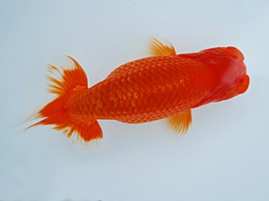 徳島愛錦会 東大関 安田正広 徳島愛錦会 東大関 安田正広