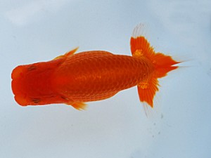 徳島愛錦会 立行司 田渕貴利 徳島愛錦会 立行司 田渕貴利