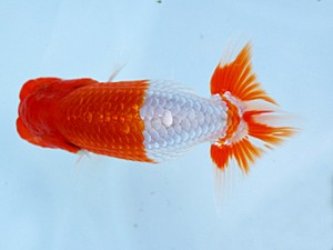 徳島愛錦会 取締一 吉成志朗 徳島愛錦会 取締一 吉成志朗