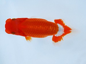 徳島愛錦会 取締二 村岡健司 徳島愛錦会 取締二 村岡健司