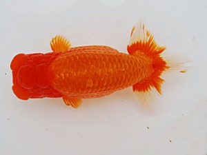 徳島愛錦会 東大関 田渕貴利 徳島愛錦会 東大関 田渕貴利