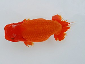 徳島愛錦会 西大関 吉成志郎 徳島愛錦会 西大関 吉成志郎