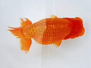 徳島愛錦会 立行司 吉成志郎 徳島愛錦会 立行司 吉成志郎