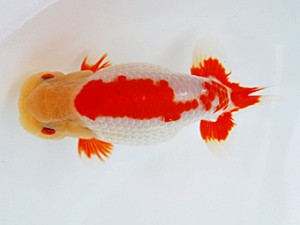 徳島愛錦会 取締一 藤原博文 徳島愛錦会 取締一 藤原博文