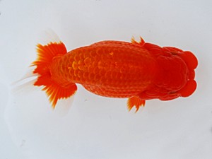 徳島愛錦会 取締二 田中 勉 徳島愛錦会 取締二 田中 勉