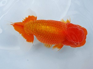 徳島愛錦会 西大関 田中 勉 徳島愛錦会 西大関 田中 勉