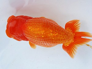 徳島愛錦会 取締一 森田光男 徳島愛錦会 取締一 森田光男