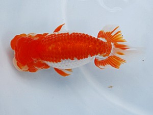 徳島愛錦会 取締二 藤本一郎 徳島愛錦会 取締二 藤本一郎