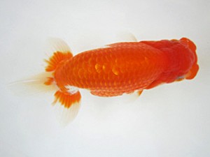 豊橋優遊会　東大関　岡田幾三　西尾