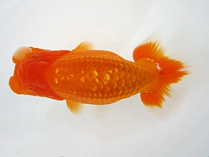 豊橋優遊会　西大関　小澤忠幸　沼津