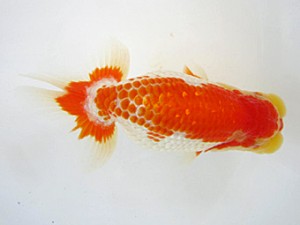 豊橋優遊会　立行司　山田芳人　清須