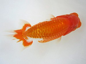 豊橋優遊会　東取締　白川義則　蒲郡