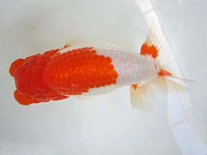 豊橋優遊会　東大関　鈴木初男　西尾