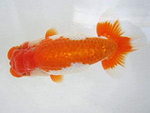 豊橋優遊会　西大関　岡田正三　豊橋