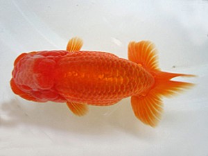 豊橋優遊会　立行司　向坂武義　豊川