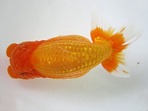 豊橋優遊会　東取締　杉浦久敏　豊橋