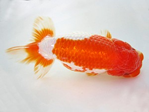 豊橋優遊会　西取締　向坂武義　豊川