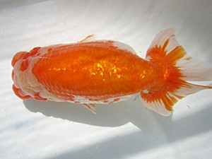 豊橋優遊会　東大関　板倉一清　蒲郡