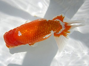 豊橋優遊会　西大関　鈴木初男　西尾