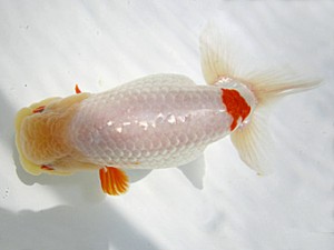 豊橋優遊会　立行司　福井利夫　豊橋