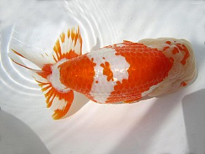 豊橋優遊会　東取締　東山靖章　大垣