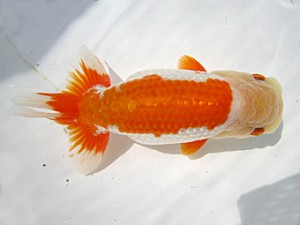 豊橋優遊会　西取締　福井利夫　豊橋