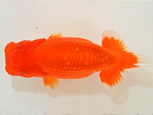 山梨錦城会　第64回品評大会　東大関　林部春雄　山梨