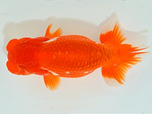 山梨錦城会　第64回品評大会　西大関　小山徹志　山梨