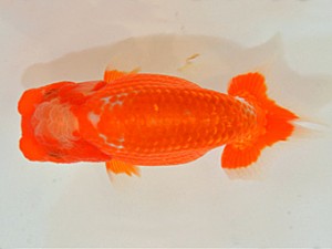 山梨錦城会　第64回品評大会　立行司　三沢岩男　山梨