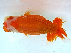 山梨錦城会　第64回品評大会　取締一　有賀昌司　岐阜